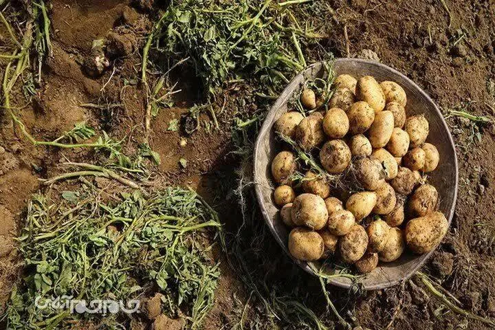 بروجن؛ قطب تولید و ذخیره‌سازی سیب‌زمینی کشور