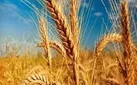 برداشت گندم در سطح ۷۰ هزار هکتار از اراضی دهلران آغاز شده است