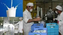۱۲۲ تن شیر خام از دامداری‌های قائم‌شهر راهی صنایع لبنی شد