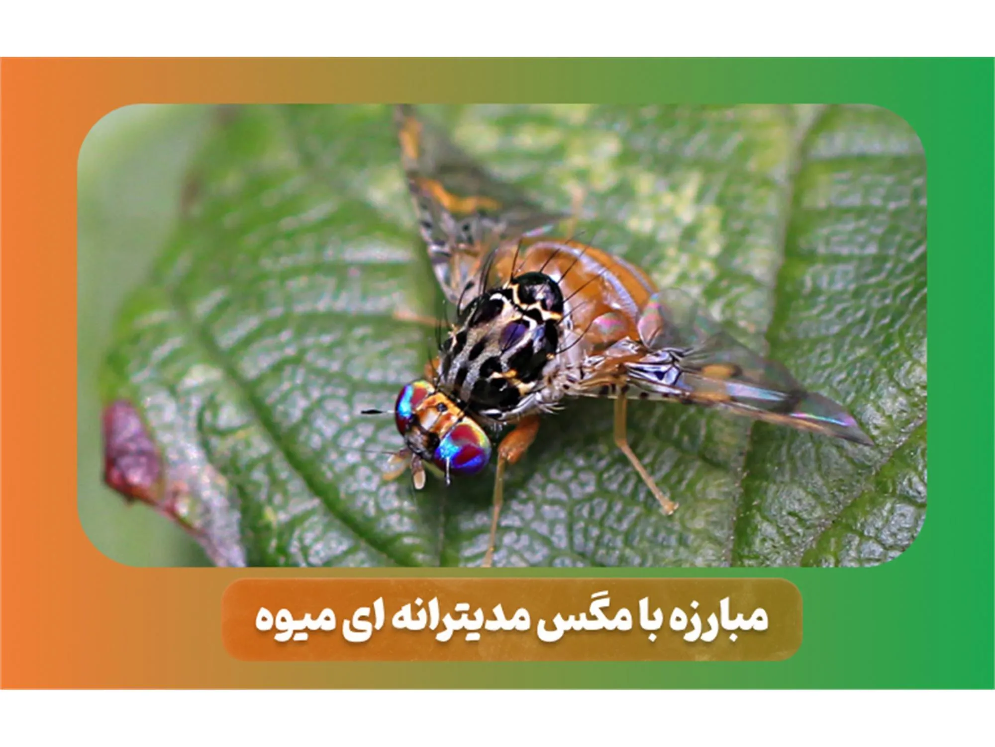 ردیابی مگس میوه در 4700 هکتار باغ بابل