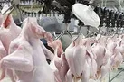 کامیون‌داران برای مرغدار هزینه اضافی می‌تراشند