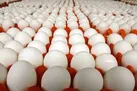کاهش قیمت تخم مرغ / سال آینده با مازاد سنگین تولید مواجه هستیم
