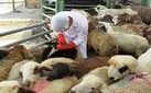ممنوعیت ذبح دام در حسینیه‌ها و دسته‌های عزاداری کرمانشاه