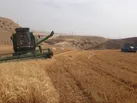 آغاز برداشت جو از مزارع اندیکا