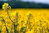 پرداخت زکات کلزا برای نخستین بار در ایلام