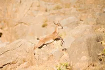 منطقه سالوک خراسان شمالی قرنطینه شد