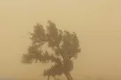 وزش باد شدید و گرد و خاک در شرق و شمال شرق کشور طی دو روز آینده