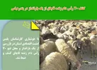 کشف 70 رأس دام زنده قاچاق از یک بارانداز در بندرعباس