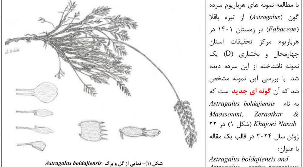 معرفی گونه جدید گیاهی چهارمحال و بختیاری در مجله علمی بین المللی
