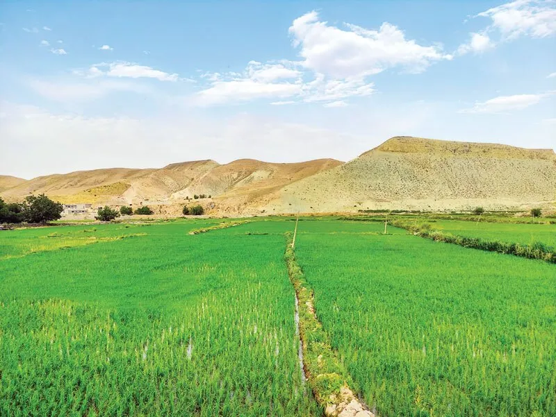 کاهش واردات به نفع شالیکاران