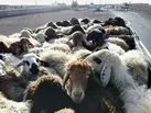 جریمه ۱۶ میلیارد ریالی قاچاقچی دام در یاسوج