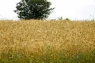 هشدارهای هواشناسی به کشاورزان و گلخانه‌داران