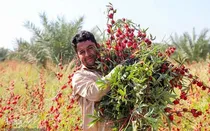 چای ترش از مزارع شهرستان تفتان برداشت شد