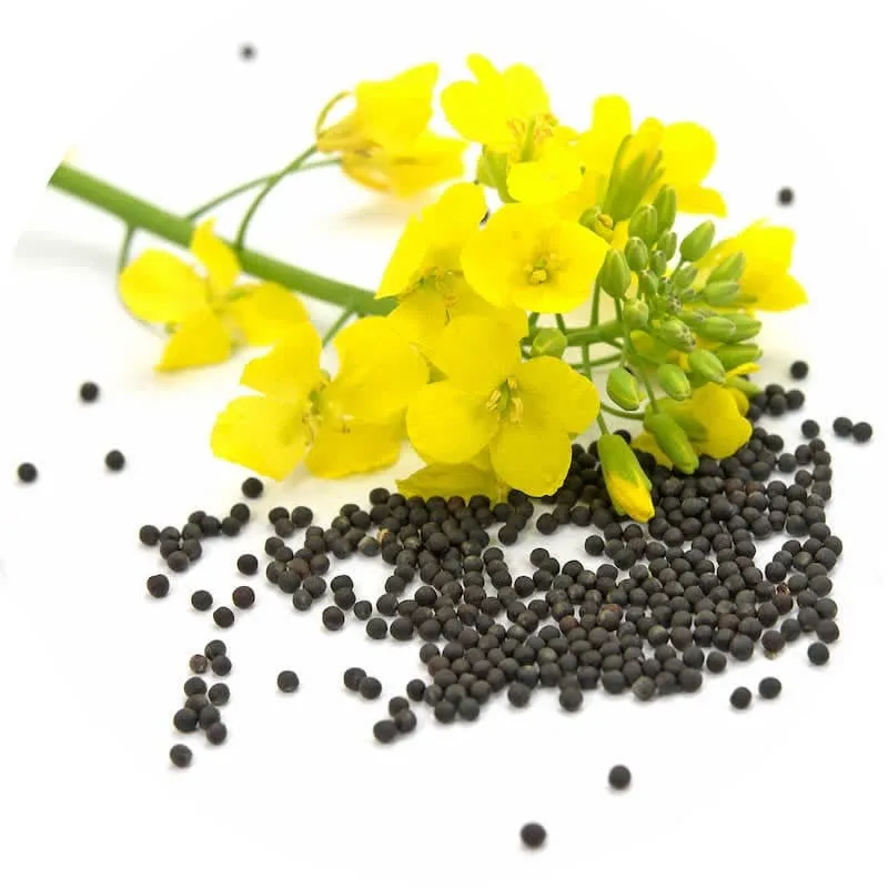 آغاز کشت پاییزه کلزا در مزارع شهرستان خاتم