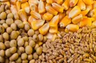 نهاده‌های دامی تا پایان خرداد با ارز ۴۲۰۰ تومانی تامین شد