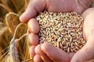 باران ببارد امسال ۸میلیون تن گندم تولید می‌کنیم | امکان خودکفایی تولید گندم در سال آینده