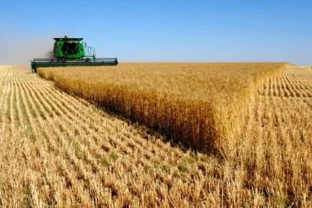 تناوب با گندم در ۲ هزار هکتار زمین‌های آیش همدان