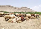 دامداران برای افزایش قیمت، کشتار نکردند