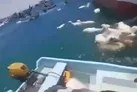ببینید | گوسفندان شناور!