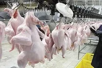 مازندران آماده تامین مرغ در ایام اربعین حسینی است