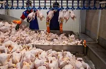 ارسال و توزیع ۱۵۰۰ تن گوشت مرغ در مازندران و تهران