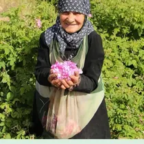 پایان برداشت گل محمدی از ۲۰ هکتار اراضی شهرستان خاتم