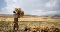 تراژدی غم‌انگیز نخودکاران کرمانشاه
