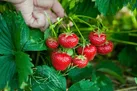افزایش ۲۵ درصدی تولید توت‌فرنگی در مازندران