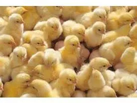 جوجه ریزی 4.8 میلیون قطعه ای در بابلسر