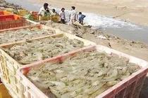 تحول در دنیای آبزی‌پروری بوشهر
