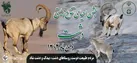 افزایش ۲۴ درصدی حیات وحش پارک ملی گلستان در سایه حفاظت مشارکتی جوامع محلی با محیط بانان