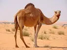 شترداری پایدار، ستون توسعه آینده مناطق کویری است