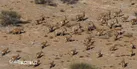 بیش از ۱۱ درصد مساحت چهارمحال و بختیاری جزو مناطق حفاظت شده است 