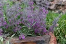 به جای چای این دمنوش را بخورید