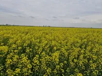 انجام عملیاتِ داشت در ۳۰۰۰ هکتار از مزارع کلزای آذربایجان شرقی