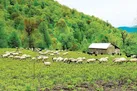 احیای کاغذی مراتع!