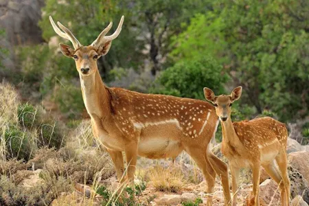 ببینید | حیات‌ وحش ایران در تنگنای بودجه