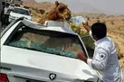 دو کشته براثر تصادف خودرو با شتر