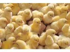 جوجه ریزی 4.8 میلیون قطعه ای در بابلسر