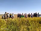 کشت ارقام آبی گندم در اراضی با  EC بالای ۶۰۰۰