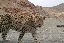 مشاهده پلنگ ایرانی در سرفیروزآباد کرمانشاه برای نخستین بار