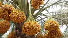 آغاز برداشت زودرس خرما در شهرستان دلگان