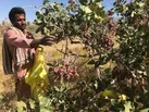 زاهدان قطب جدید کشت پسته با 5هزار هکتار