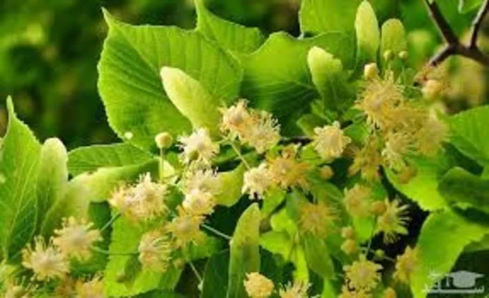خواص درمانی زیرفون و عوارض