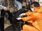 ایمن سازی ۸۰ درصد احشام ایلام علیه بیماری طاعون نشخوارکنندگان کوچک