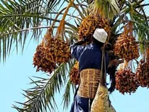 آغاز برداشت خرمای نوبرانه در فنوج؛ پیش بینی ۱۲ هزار تن خرما