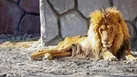 تلف شدن شیر ماده در الیمالات نور