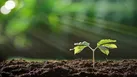 سالانه ۷۰۰ هکتار نهال کاری برای بیابان زدایی در البرز انجام می‌شود