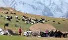 خسارت بیش از ۴۳ میلیارد تومانی عشایر کوچ رو به مراتع