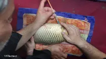 مرحله دوم تکثیر مصنوعی کپور دریایی در گلستان با تولید ۲۰ میلیون لارو باکیفیت